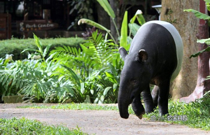 HOTEL - Taman Negara - Mutiara 3e (12)