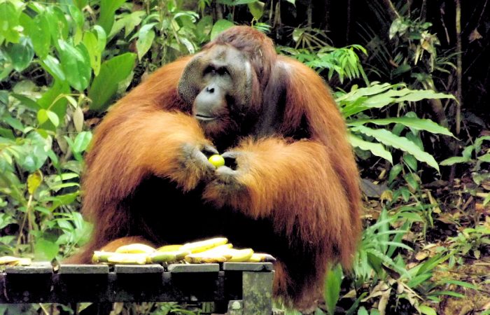 Semenggoh-Nature-Reserve-02