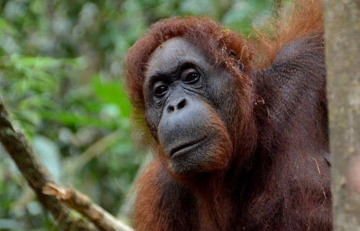 Semenggoh-Nature-Reserve-03+