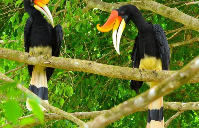 hornbill2